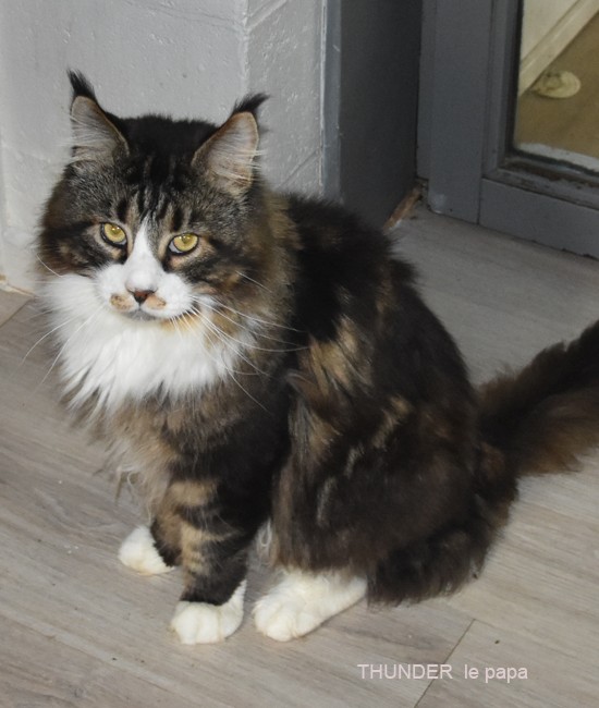 IRISFIELDS THUNDER