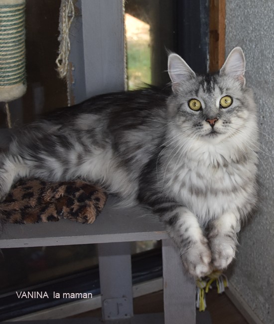 IRISFIELDS VANINA